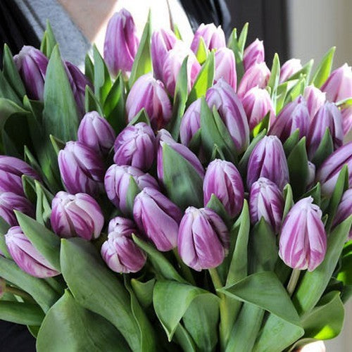 Tulipa 'Flaming Flag'