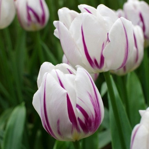 Tulipa 'Flaming Flag'