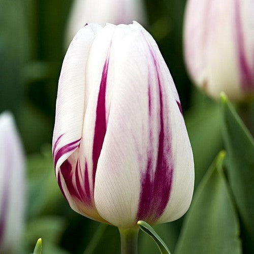Tulipa 'Flaming Flag'
