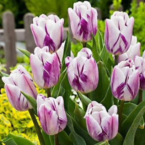 Tulipa 'Flaming Flag'