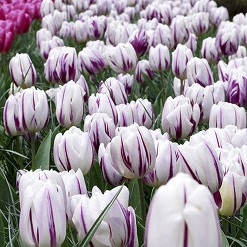 Tulipa 'Flaming Flag'