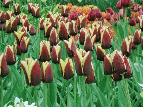 Tulipa 'Gavota'