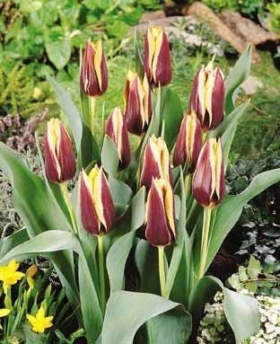 Tulipa 'Gavota'