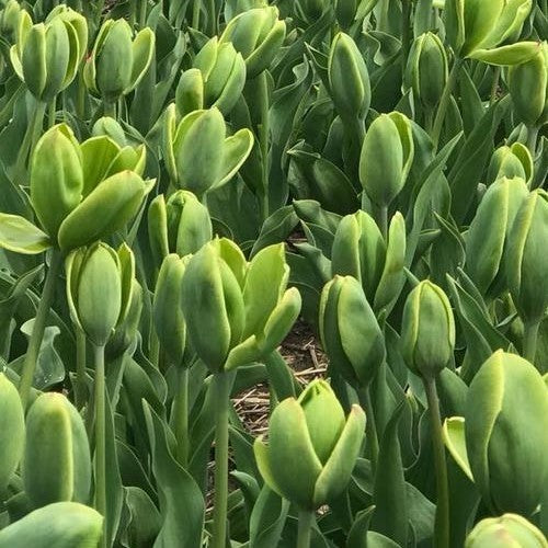 Tulipa 'Green Power'
