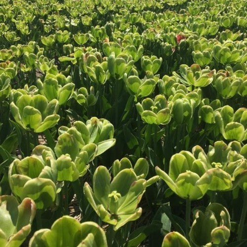 Tulipa 'Green Power'