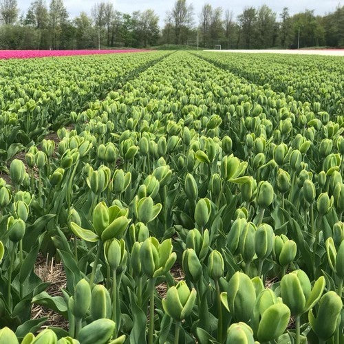 Tulipa 'Green Power'