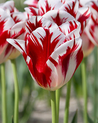 Tulipa 'Grand Perfection'