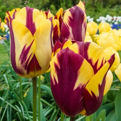 Tulipa 'Helmar'