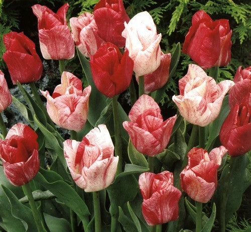 Tulipa 'Hemisphere'