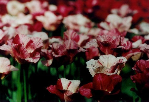 Tulipa 'Hemisphere'