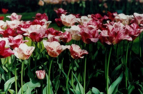Tulipa 'Hemisphere'