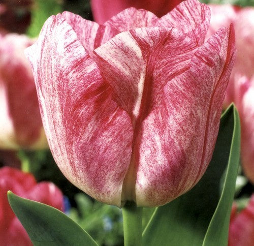 Tulipa 'Hemisphere'