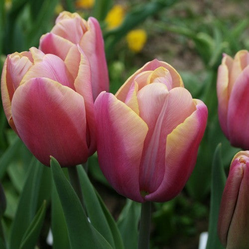 Tulipa 'Freedom Flame'