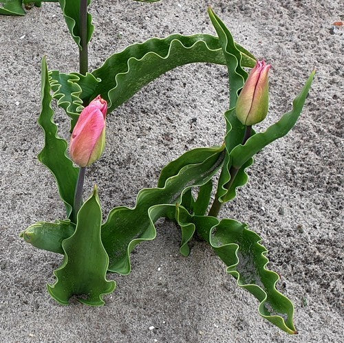 Tulipa 'Freedom Flame'