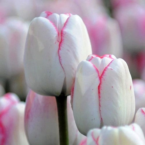 Tulipa 'Hugs & Kisses'