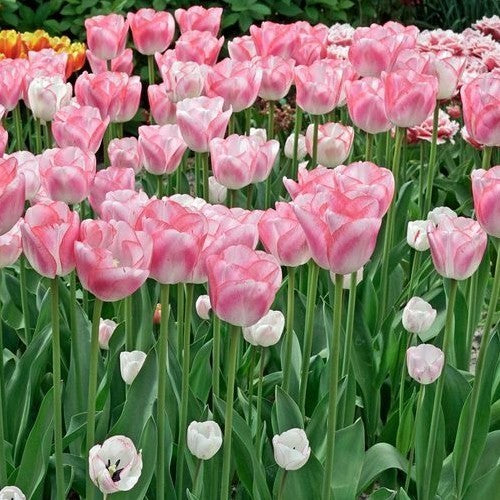 Tulipa 'Hugs & Kisses'