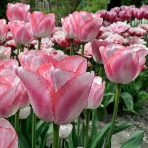 Tulipa 'Hugs & Kisses'