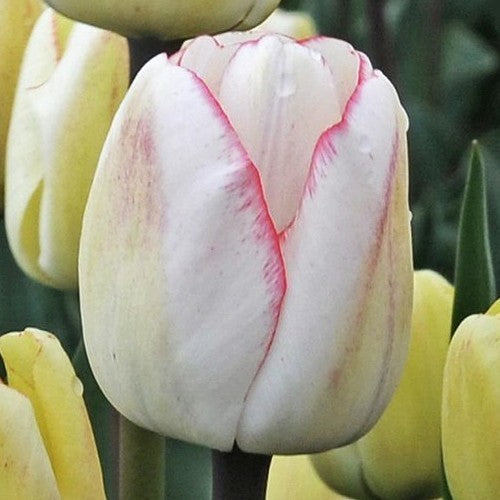 Tulipa 'Hugs & Kisses'