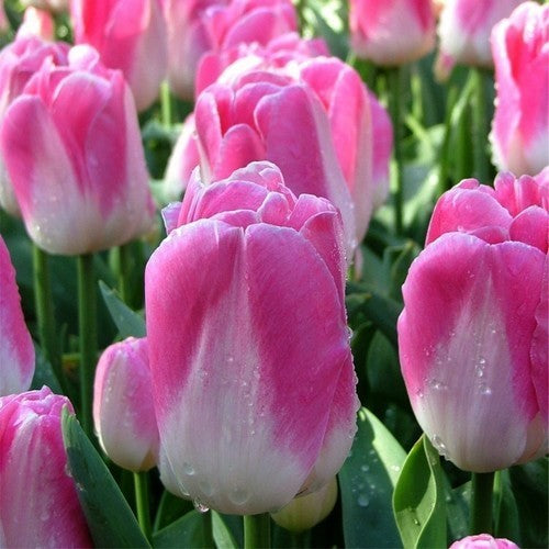 Tulipa 'Dynasty'
