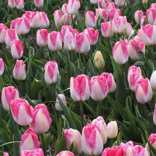Tulipa 'Dynasty'