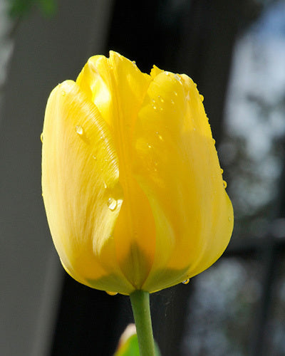 Tulip 'Jan van Nes'
