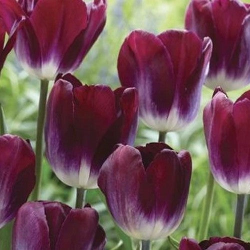 Tulipa 'Kansas Proud'