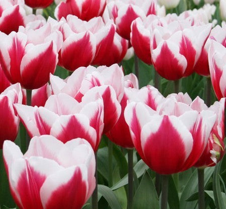 Tulipa 'Leen van der Mark' / 'Universum'