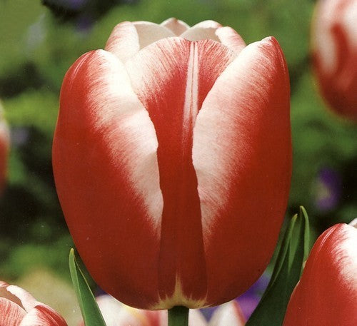 Tulipa 'Leen van der Mark' / 'Universum'