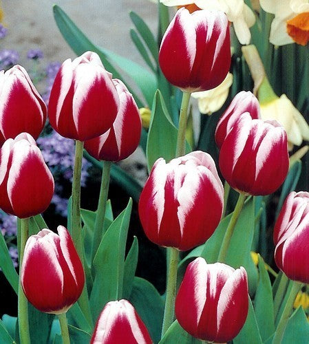 Tulipa 'Leen van der Mark' / 'Universum'
