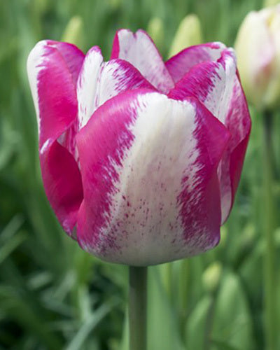 Tulipa 'Mata Hari'