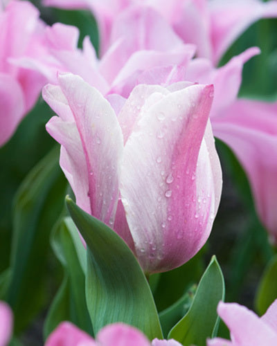 Tulipa 'Mistress Mystic'