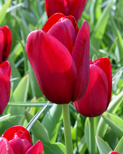 Tulipa 'One Direction'