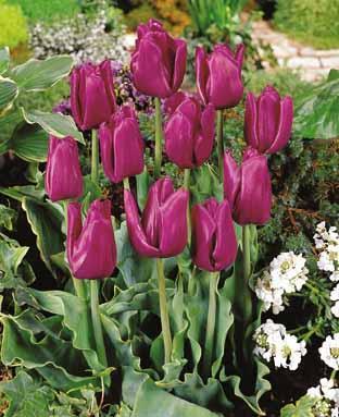 Tulipa 'Negrita'
