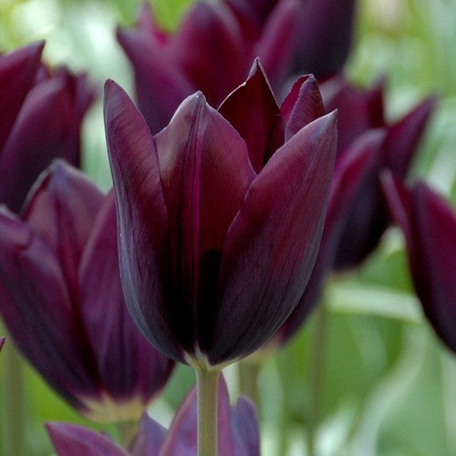 Tulipa 'Paul Scherer'