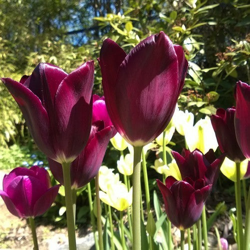 Tulipa 'Paul Scherer'