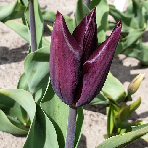 Tulipa 'Paul Scherer'
