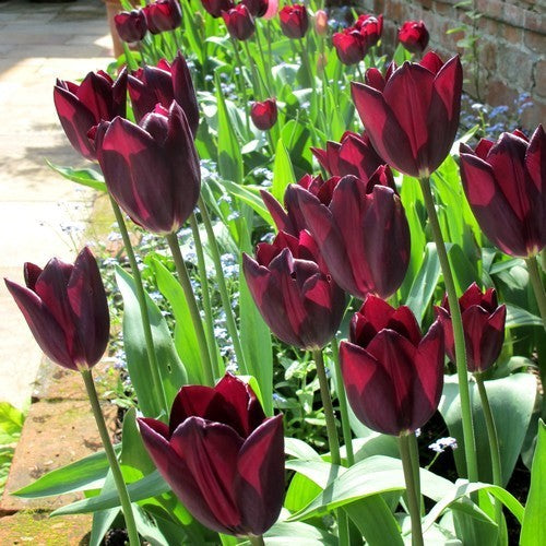 Tulipa 'Paul Scherer'