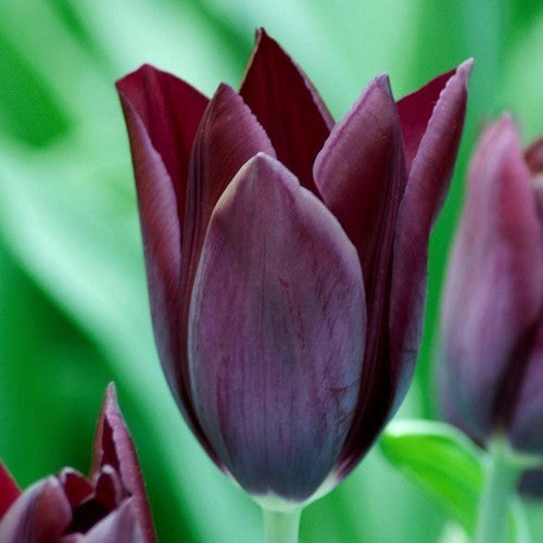 Tulipa 'Paul Scherer'