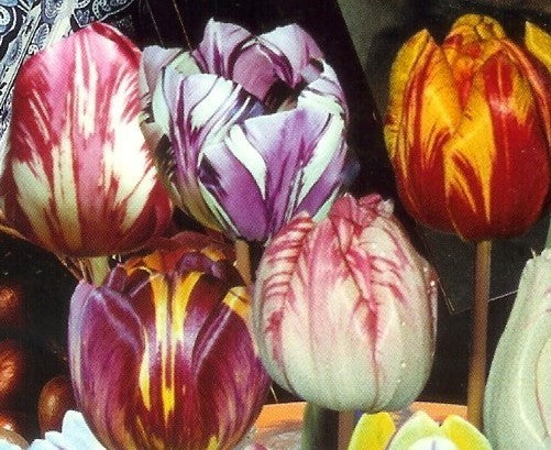 Tulipa 'Flaming Beauty'