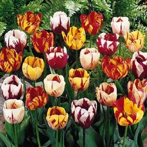 Tulipa 'Flaming Beauty'