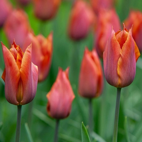 Tulipa 'Request'