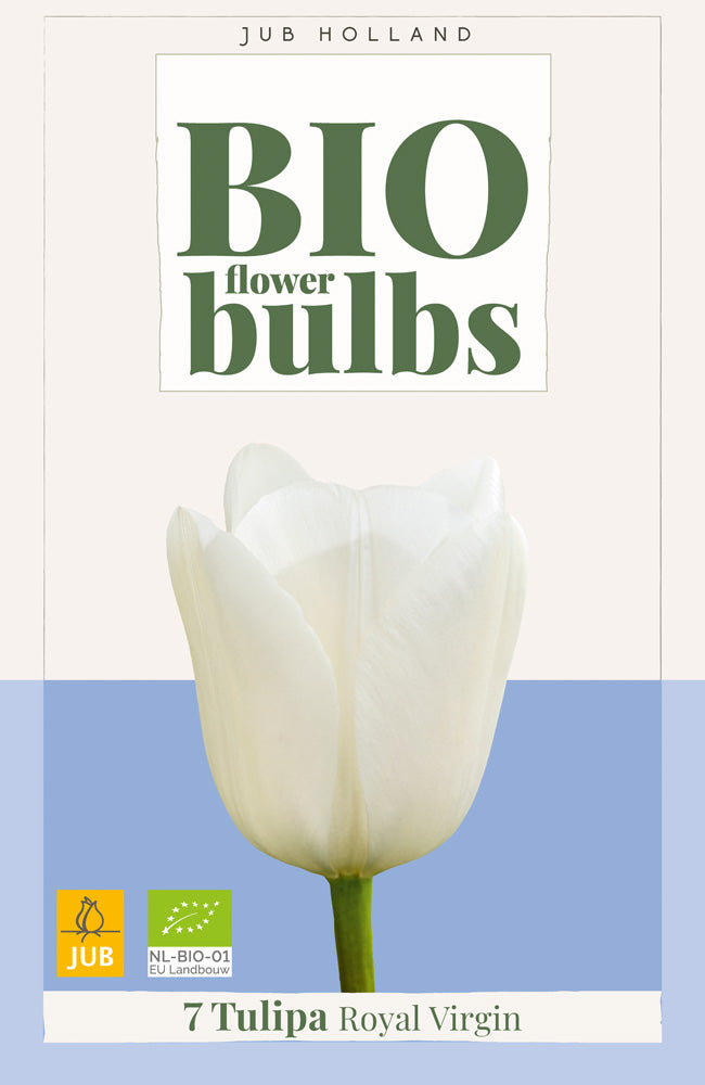 Tulipa 'Royal Virgin'