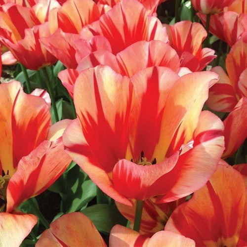 Tulipa 'Spryng Break'