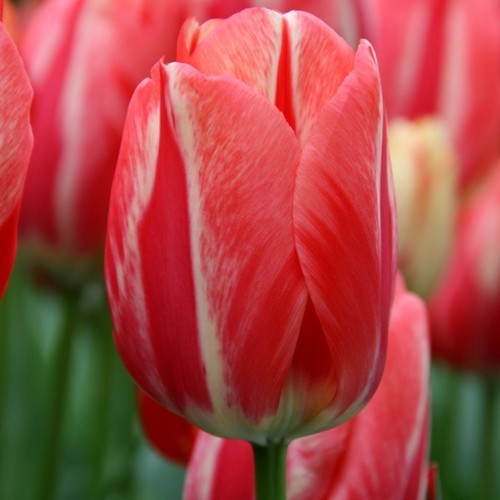 Tulipa 'Spryng Break'