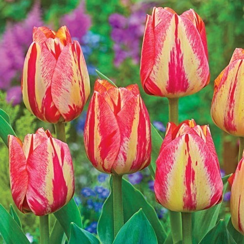 Tulipa 'Spryng Break'