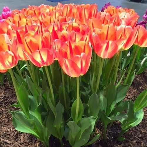 Tulipa 'Spryng Break'