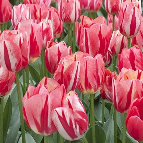 Tulipa 'Spryng Break'