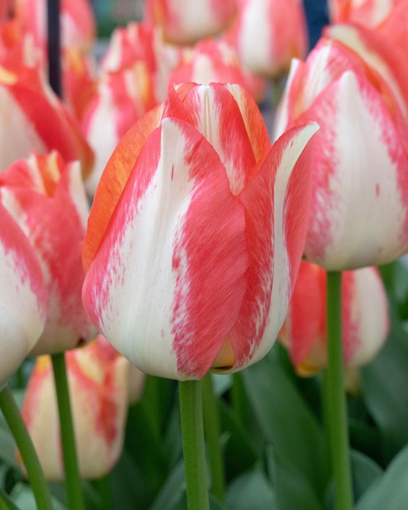 Tulipa 'Spryng Sunrise'