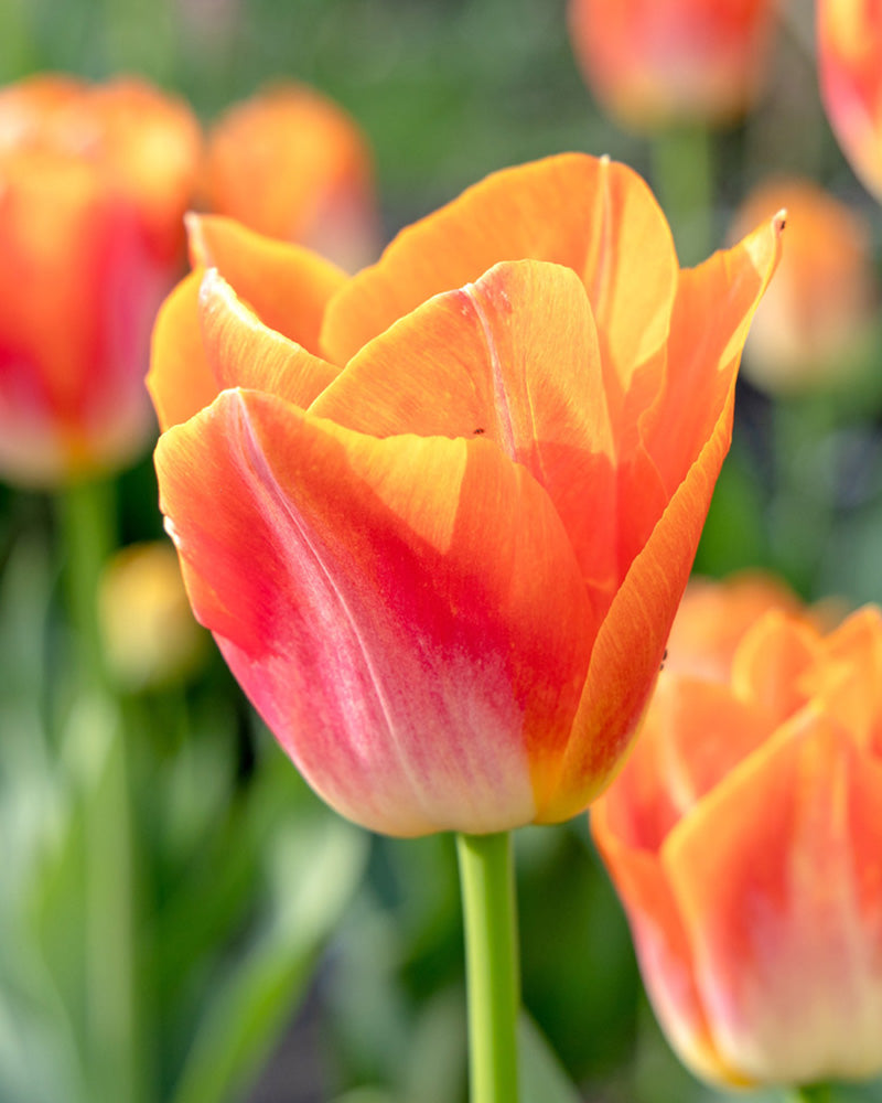 Tulipa 'Sunrise Dynasty'