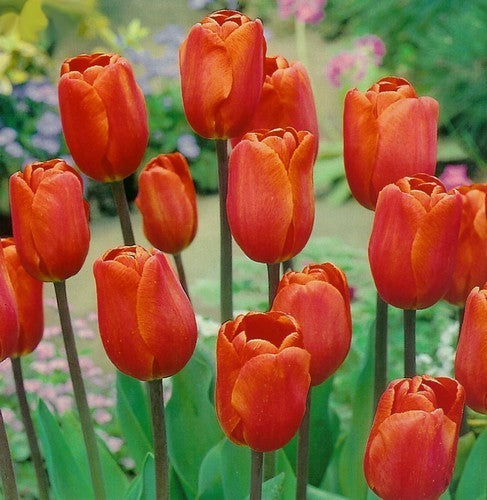Tulipa 'Veronique Sanson' / 'Annie Schilder'